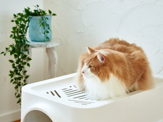 フード付き大型猫トイレ『ギガトレー』の魅力とは?プロの視点から語る