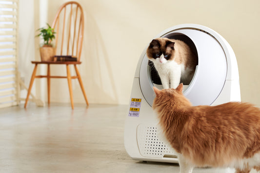 自動猫トイレを使いこなす。設置場所のポイントや多頭飼いの注意点も!