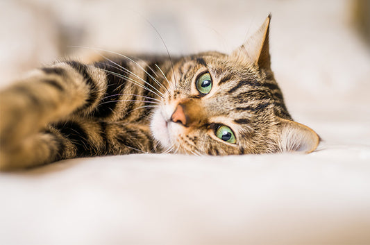 愛猫の【見えない】【聞こえない】。その時、飼い主としてしてあげられることは?