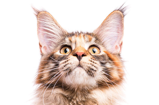 猫耳のふしぎ大解剖!イカ耳・たれ耳・ヘンリーのポケット…いくつ知ってる?