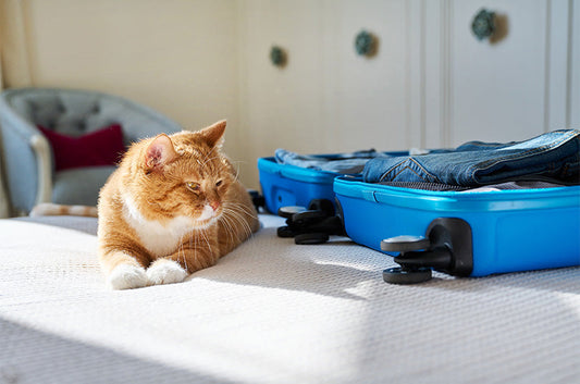 猫連れお泊りは可能?注意点や準備しておきたいものとは