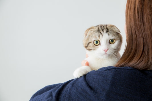 猫アレルギーでも猫は飼える?原因や対処法を探ろう
