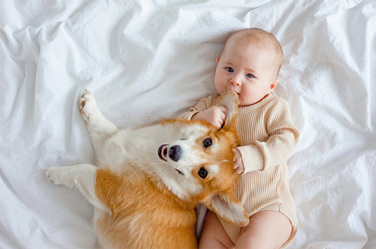 愛犬と赤ちゃん、どちらも大切に仲良く暮らす方法とは?