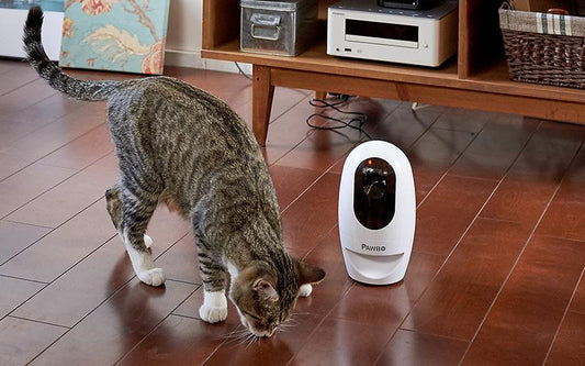 『ねこのきもち 2019年11月号』に Pawbo+(パウボプラス)を掲載いただきました。