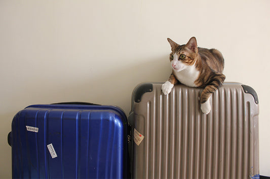 ペットを飛行機に乗せるとどうなるの?同乗するリスクや注意点とは(後編)