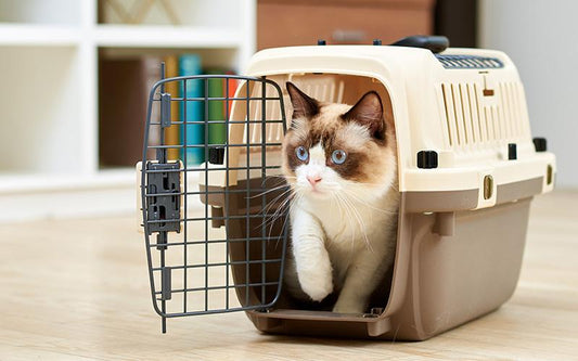 『ねこのきもち 5月号 vol.180 』にペットケンネル・ファーストクラストップオープンが掲載されました