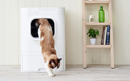 『ねこ116号 2020年11月号』にて kivikis・Lavvie Bot S を含む5商品が紹介されました。