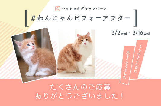 インスタグラムキャンペーン終了!たくさんの投稿ありがとうございました。