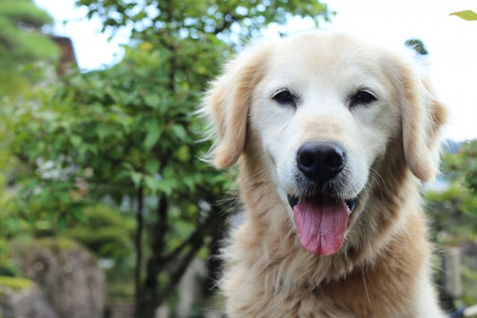 愛犬の認知症、自宅でできるケアや治療の方法とは?