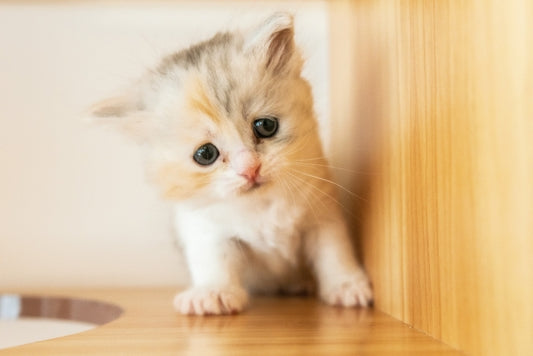 猫ちゃんの避妊手術、気になる費用や時間はどれくらい?
