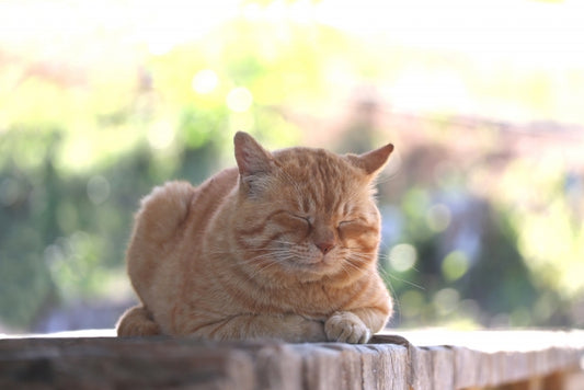 病院は一大イベント!?愛猫ちゃんと上手に通院するポイントとは
