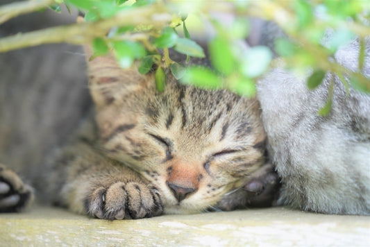 病気やケガをしていたら?野良猫との上手な付き合い方