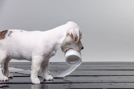 【2024年】最先端の犬トイレ特集！ロングセラー最新版から自動犬トイレまで