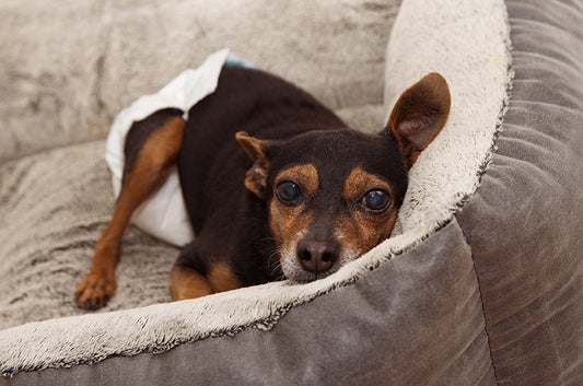 犬にも生理痛はある?ヒートの頻度や最中の注意点とは