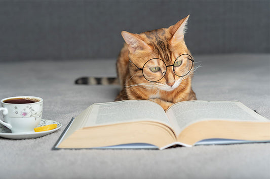 実は謎だらけ⁉いまだ解明されていない猫ちゃんの不思議を大特集