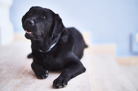 保護犬との暮らし。接し方や注意したいポイントとは?