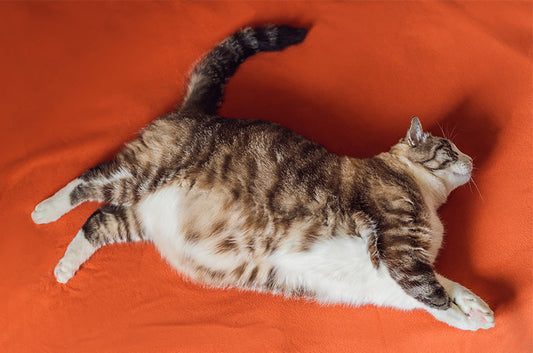 痩せた方がいい?猫ちゃんの太ってしまう理由やダイエット方法とは