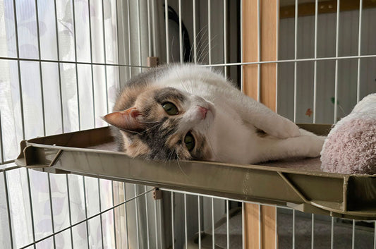 猫ちゃんをケージに入れるのは可哀想?室内でのベストな過ごし方とは