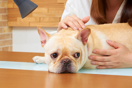 実は間違えている?愛犬のお手入れ方法
