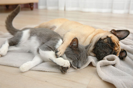 ペット不可の住宅でペットを飼うとどうなる?リスクや対策方法とは