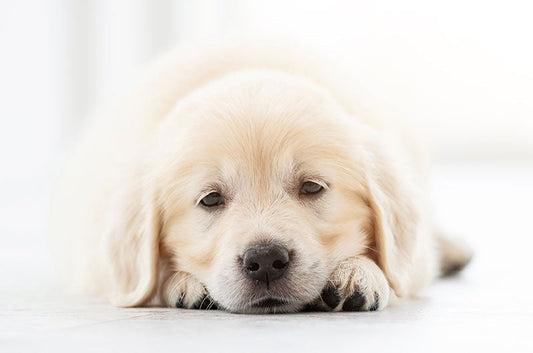 愛犬の一生にかかる総額は?ワンちゃんを迎える前に知っておきたいこと