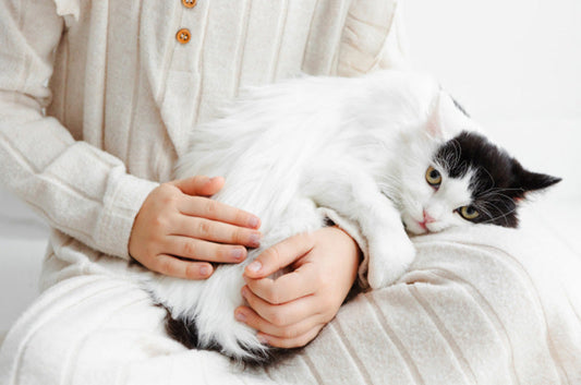 愛猫をひざに乗せたい!ひざ乗り猫ちゃんにする3つの方法