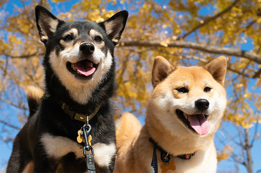 日本犬の魅力とは?それぞれの特徴やお迎えするときの心構え