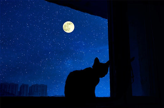 星座のなかの犬と猫。消えてしまった”ねこ座“って?