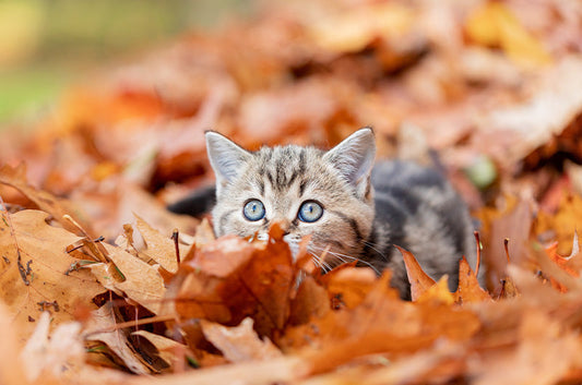 猫ちゃんにも食欲の秋が到来!食べ過ぎのサインと肥満予防のコツを徹底解説