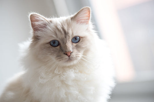 愛猫が糖尿病になったらどうすればいい?自宅での治療方法や、かかる費用とは