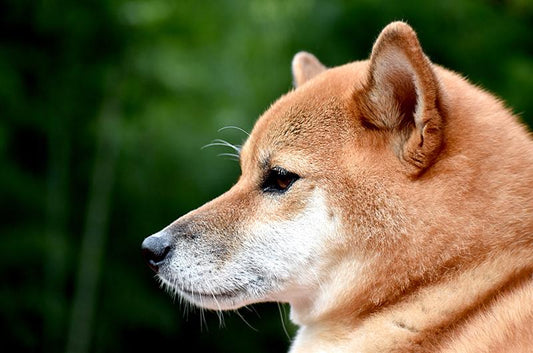 ペットたちの「時間の感覚」。ペットには時間が解るのでしょうか?