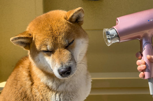 ワンちゃんのドライヤーの手順を解説。嫌がらない乾かし方のコツ&便利アイテムをご紹介