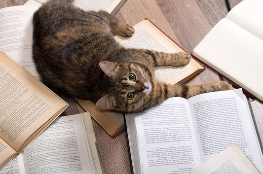 無料公開で今すぐ読める!猫にまつわる名作純文学3選