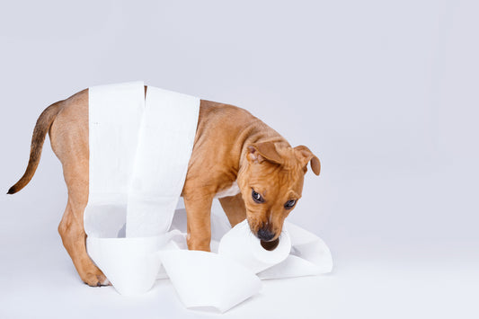 今すぐやめさせたい!愛犬の食糞、原因や対策は?便利アイテムも