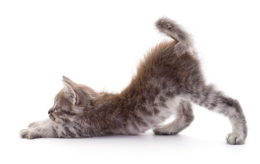猫の肥満細胞腫、見分け方と治す方法はある?