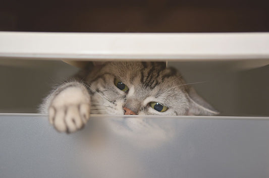 衣装ケースをDIY!?大型猫トイレの定番「メガトレー」と徹底比較♪