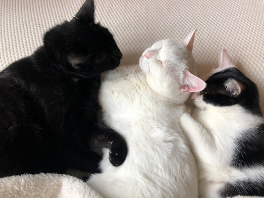 オーエフティースタッフ家族の『ペット』のいる暮らし~3匹の猫ちゃん篇