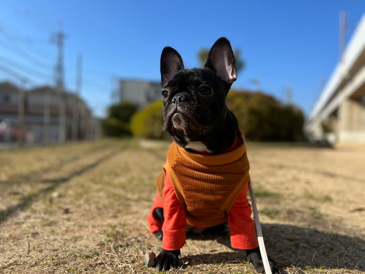 愛犬の寒さ対策!冬場のお洋服やお散歩のポイントは?