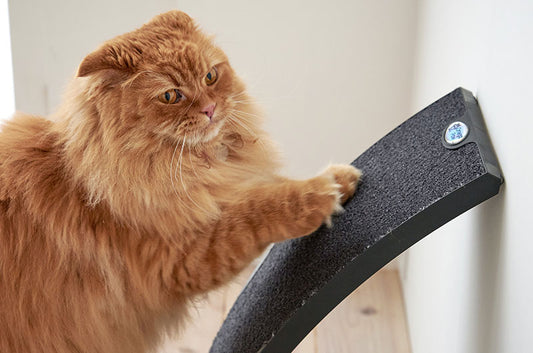 爪とぎはカーペット派!!猫ちゃん大注目の『どこでも立てかけスクラッチ』復刻版が登場しました♪