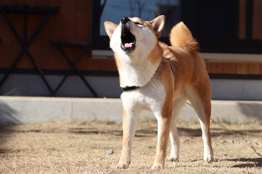 犬の声帯除去手術、目的や手術のリスクとは?