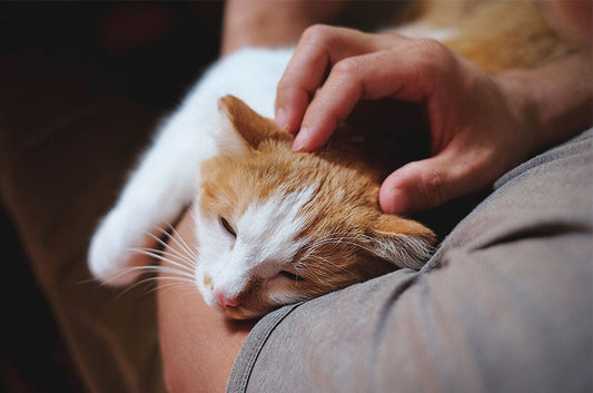 食が進まない老猫ちゃんに少しでも食べてもらいたい!そのためにできることとは?