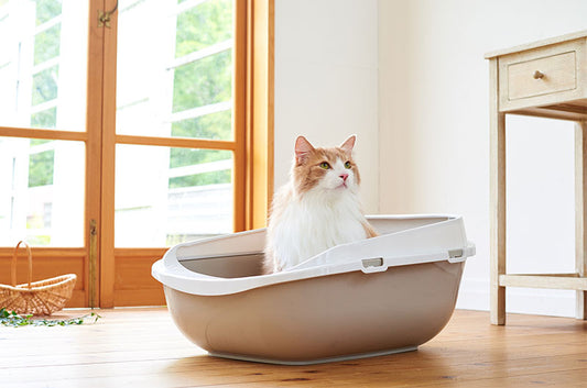 猫ちゃんだって辛い!膀胱炎になってしまう原因や治療の方法とは
