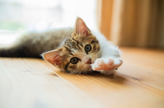 愛猫が肥大型心筋症になってしまったら?症状や治療の方法とは