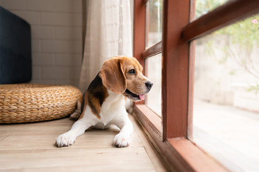 愛犬を置いて旅行へ…安心してお留守番してもらう5つのコツと便利グッズ