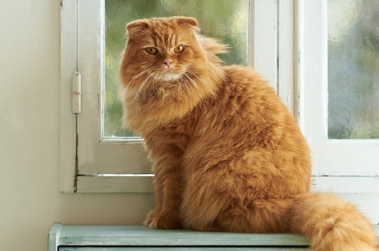モフモフ!体が大きくなる猫ちゃんの飼育ポイントはどこにある?