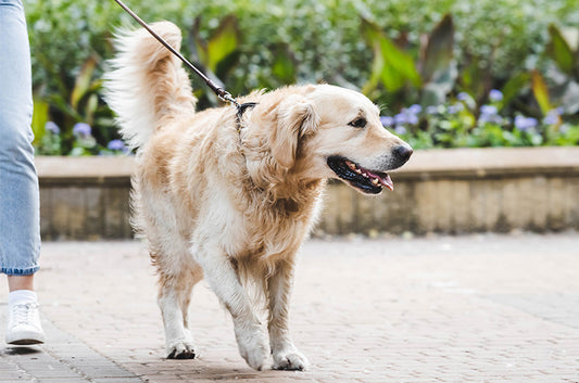 大型犬のトイレ問題。はみ出る?しつけは?おすすめ大型トイレもご紹介!