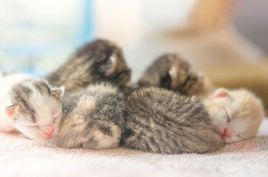 猫の妊娠と出産!保護活動の一つ"TNR"を知っていますか?