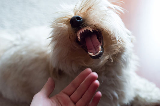 連れて行っても大丈夫?噛み癖がある愛犬の動物病院受診のポイントとは