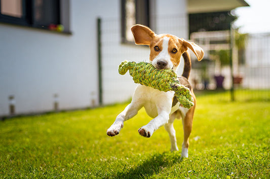 愛犬が骨折!?治療の方法や生活の注意点とは