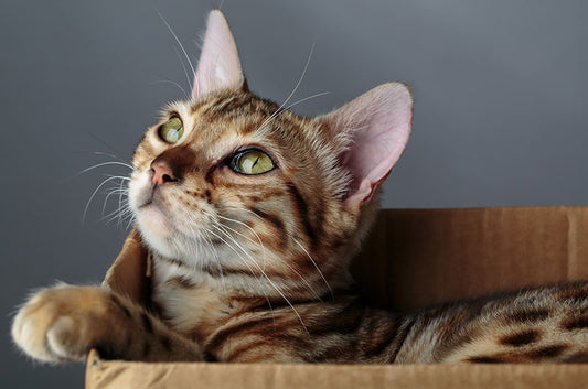 猫ちゃんはダンボールがお好き♪遊び心に機能性も備えたアイテムとは
